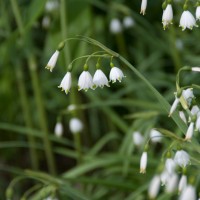 Summer Snowflake